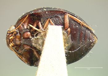 Media type: image;   Entomology 5971 Aspect: habitus ventral view